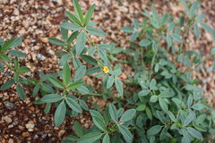 Stylosanthes fruticosa